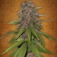 Fast Buds C4-matic female seeds  