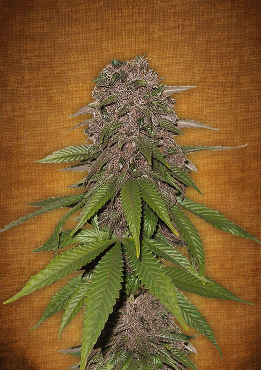 Fast Buds C4-matic female seeds Fast Buds C4-matic female seeds