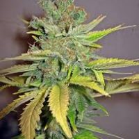 Seedsman California Orange female Seeds  