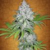 Fast Buds C4-matic female seeds Fast Buds C4-matic female seeds