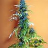 Seedsman California Orange female Seeds  