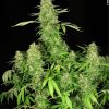 Serious Seeds CBD Warlock female seeds  