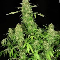 Serious Seeds CBD Chronic female seeds  
