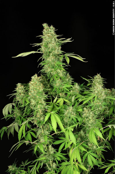 Serious Seeds CBD Chronic female seeds Serious Seeds CBD Chronic female seeds