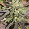 Serious Seeds Chronic female seeds  