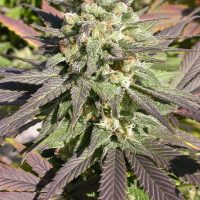 Serious Seeds CBD Warlock female seeds  