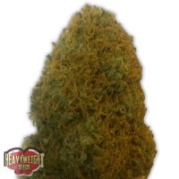 Heavyweight Seeds Champion female Seeds  