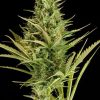 Dinafem Cheese female Seeds Dinafem Cheese female Seeds
