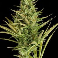 Dinafem Cheese XXL Auto female Seeds  