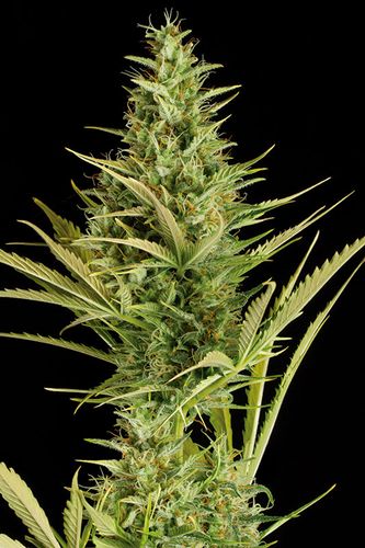 Dinafem Cheese XXL Auto female Seeds Dinafem Cheese XXL Auto female Seeds