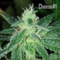 Seedsman Cheese female Seeds  