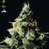 Greenhouse Seed Co. Damn Sour female Seeds Greenhouse Seed Co. Damn Sour female Seeds