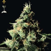 Greenhouse Seed Co. Chem Dog female Seeds  