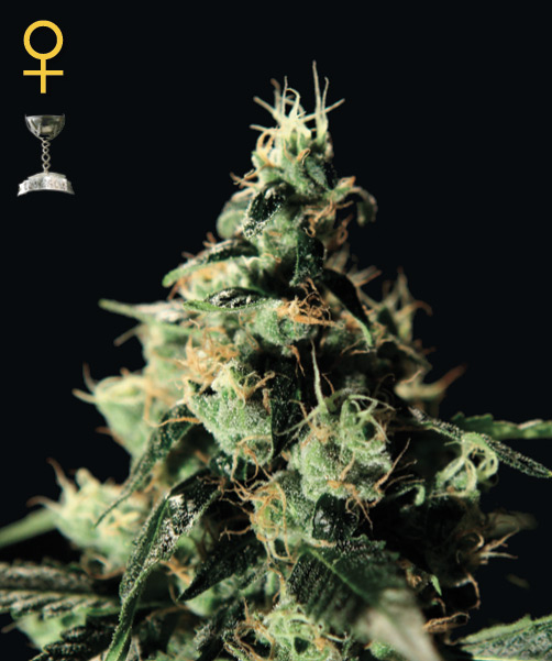 Greenhouse Seed Co. Chem Dog female Seeds Greenhouse Seed Co. Chem Dog female Seeds