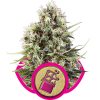 Royal Queen Seeds Critical female Seeds Royal Queen Seeds Critical female Seeds