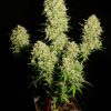 Serious Seeds CBD Warlock female seeds  