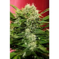 Joint Doctor Chronic Ryder Autoflowering female Seeds  