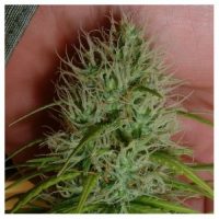 Nirvana Seeds Chrystal female Seeds  