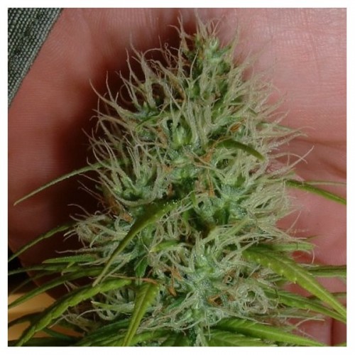 Nirvana Seeds Chrystal female Seeds Nirvana Seeds Chrystal female Seeds
