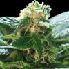World of Seeds Delirium female Seeds World of Seeds Delirium female Seeds