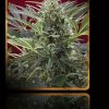 Sweet Seeds Caramel Cream Auto female Seeds  
