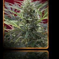 Sweet Seeds Cream 47 female Seeds  