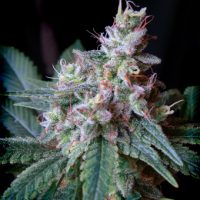 Sweet Seeds Cream Caramel FAST Version female Seeds  