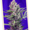 Sweet Seeds Cream Mandarine Auto female Seeds Sweet Seeds Cream Mandarine Auto female Seeds
