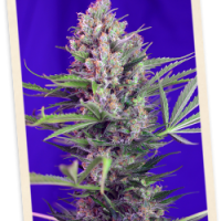 Sweet Seeds Cream Mandarine FAST Version female  