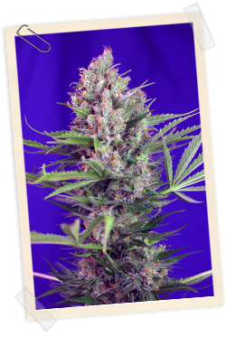 Sweet Seeds Cream Mandarine FAST Version female Sweet Seeds Cream Mandarine FAST Version female