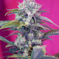 Sweet Seeds Cream Mandarine Auto female Seeds  
