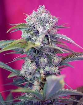 Sweet Seeds Cream Mandarine Auto female Seeds Sweet Seeds Cream Mandarine Auto female Seeds