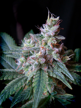 Satdica Seeds Cream Caramel Auto cannabis seeds Satdica Seeds Cream Caramel Auto cannabis seeds