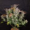 Fast Buds Blue Dream'matic  