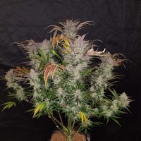 Fast Buds Cookies Cream female seeds  