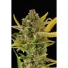 Dinafem Critical Jack Automatic female Seeds Dinafem Critical Jack Automatic female Seeds
