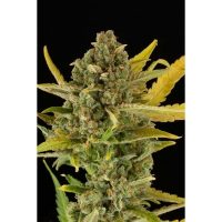Dinafem Critical Cheese female Seeds  