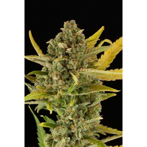 Dinafem Critical Cheese female Seeds Dinafem Critical Cheese female Seeds