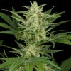 Dinafem Critical Jack female Seeds Dinafem Critical Jack female Seeds
