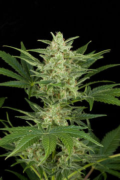 Dinafem Critical Jack Automatic female Seeds Dinafem Critical Jack Automatic female Seeds
