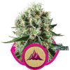 Royal Queen Seeds Critical female Seeds Royal Queen Seeds Critical female Seeds
