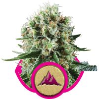 Royal Queen Seeds Critical Kush female Seeds  