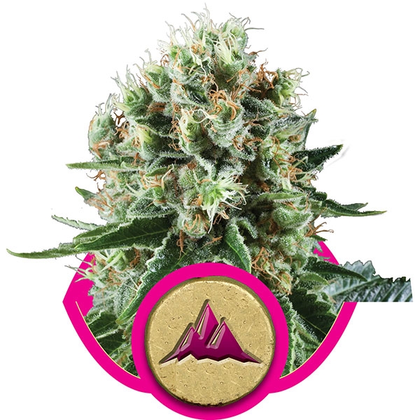 Royal Queen Seeds Critical Kush female Seeds Royal Queen Seeds Critical Kush female Seeds