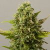 blackskull BUBBLE BUD FEMALE blackskull BUBBLE BUD FEMALE