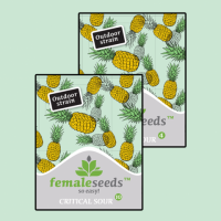 Female seeds company Critical Sour female seeds  