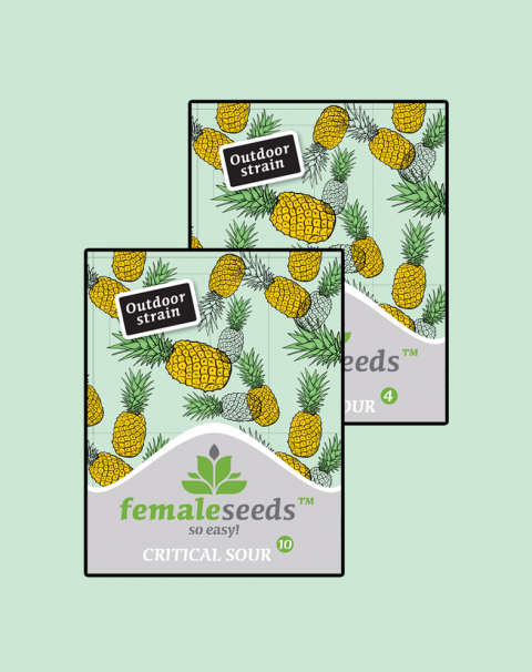 Female seeds company Critical Sour female seeds Female seeds company Critical Sour female seeds