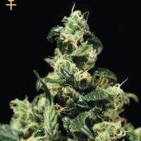 Greenhouse Seed Co. Damn Sour female Seeds  