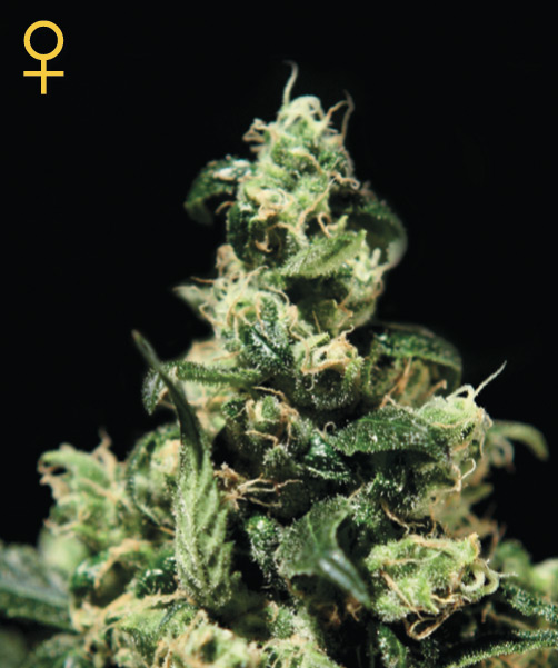 Greenhouse Seed Co. Damn Sour female Seeds Greenhouse Seed Co. Damn Sour female Seeds