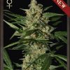 World of Seeds Amnesia Autoflowering female Seeds World of Seeds Amnesia Autoflowering female Seeds
