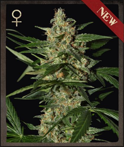 World of Seeds Amnesia female Seeds World of Seeds Amnesia female Seeds